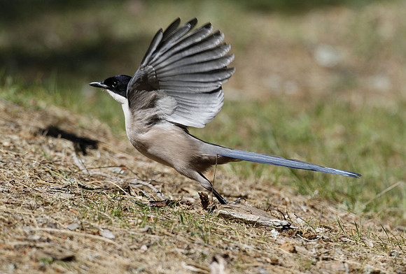Azure-winged magpie, Mirador La Malavuelta, Monfrague, Extremadura, Spain - April 2012