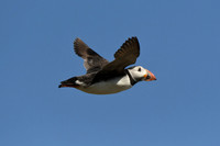 Puffin, Farne Islands, Northumberland - July 2025