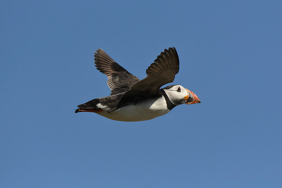 Puffin, Farne Islands, Northumberland - July 2025