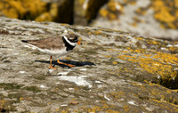 Ringed plover, Farne Islands, Northumberland - July 2025