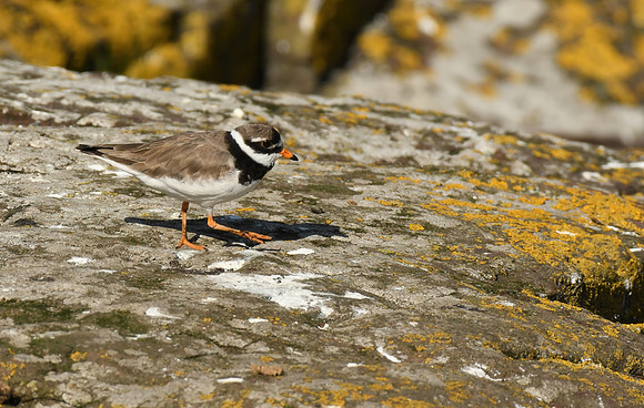 Ringed plover, Farne Islands, Northumberland - July 2025