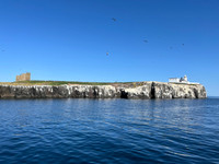 Farne Islands, Northumberland - July 2025