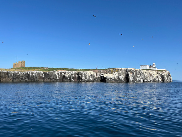 Farne Islands, Northumberland - July 2025