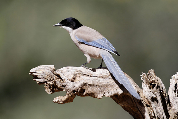 Azure-winged magpie, Mirador La Malavuelta, Monfrague, Extremadura, Spain - April 2012